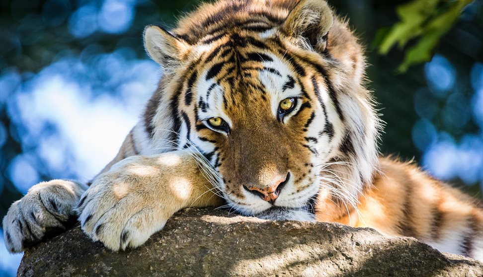 Dartmoor Zoo