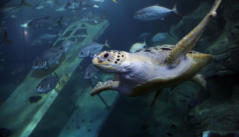 National Marine Aquarium