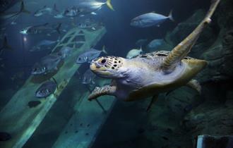 National Marine Aquarium